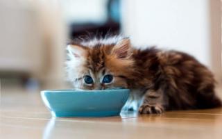 Чем кормить котенка: полезные советы Чем кормить котят 7 дней