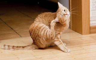 Purulente otitis media bij katten: classificatie, oorzaken, symptomen, behandeling