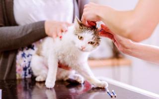 Hvordan rense ørene til en kattunge hjemme Hvordan rense ørene til en katt og hvordan