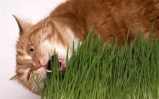 Hoe een kitten te voeren om een ​​gezond huisdier op te voeden?
