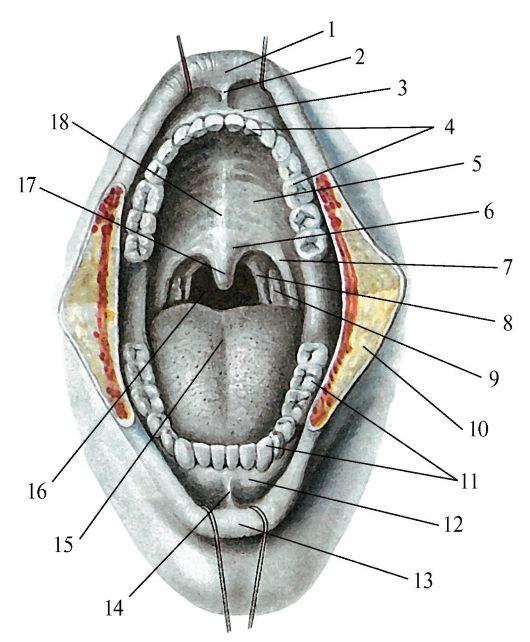 Внутренняя часть рта. Ротовая полость анатомия атлас. Анатомия ротовой полости человека. Крылочелюстная складка анатомия полости рта.