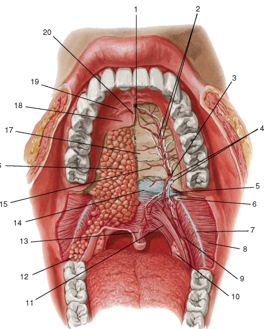 Верхняя стенка рта. Полость рта анатомия твердое небо. Строение горла небная миндалина. Ротовая полость строение гланды.