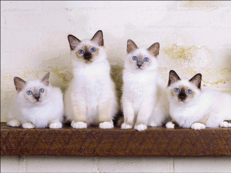 Слово 4 котенка. Четыре кошки. Четыре котенка. Котята 4 штуки. Четыре кота фото.